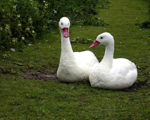 cleres park in normandy france