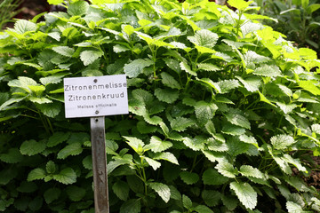 zitronenmelisse
