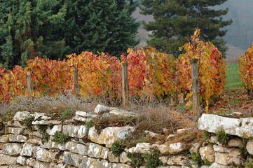 vigne en automne