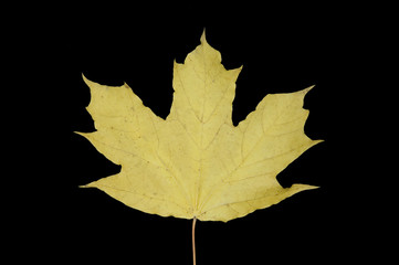 maple  leaves