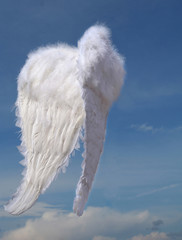 angel  wings - 1685921