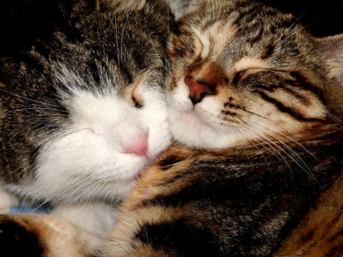sue&ntilde;os de gato