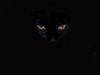 amber eyes black cat