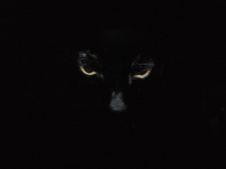 amber eyes black cat