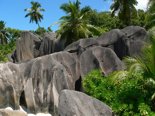 rocks and palms