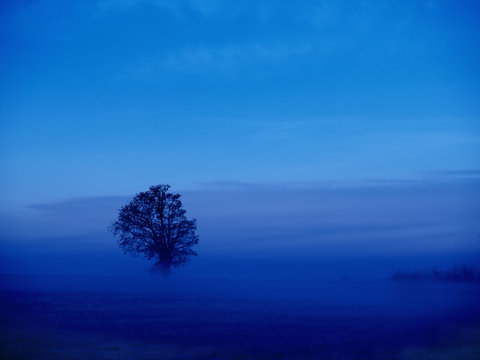 foog misty