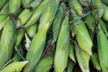 framstand corn