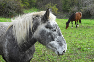 Obraz premium deux chevaux 5