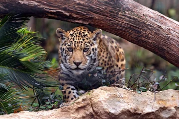 Gartenposter Leopard bereit zu springen