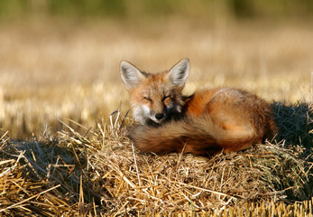 fox sunning