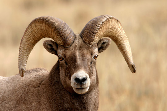 Bighorn