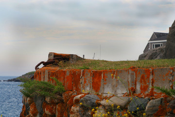orange plankton sea wall