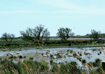 flaments roses