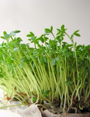 green young sprouts of watercress
