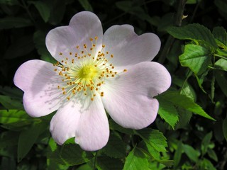 briar-rose pink flower