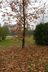 Fototapeta premium pavia in autumn