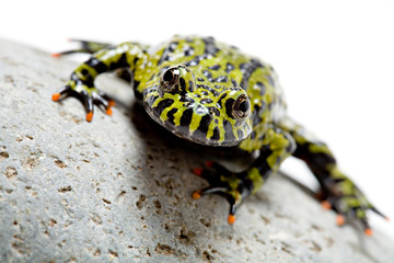 frog on white