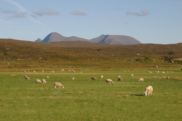 weidende schafe vor den highlands