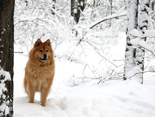  dog in a snowy park