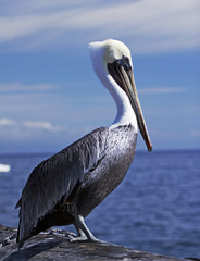 pelikan