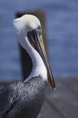 pelikan