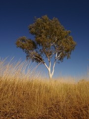 Fototapeta premium eucalyptus tree