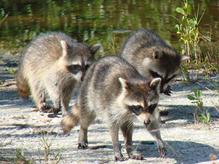 raccoons on the move