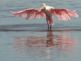 dancing spoonbill