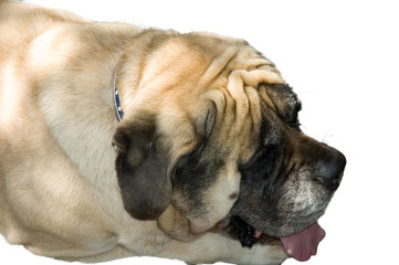 Obraz premium pathetic bulldog