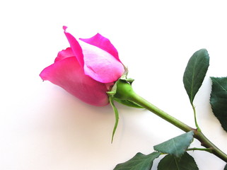 pink rose on white