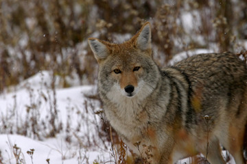 coyote in winter