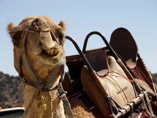 Fototapete Kamel camel