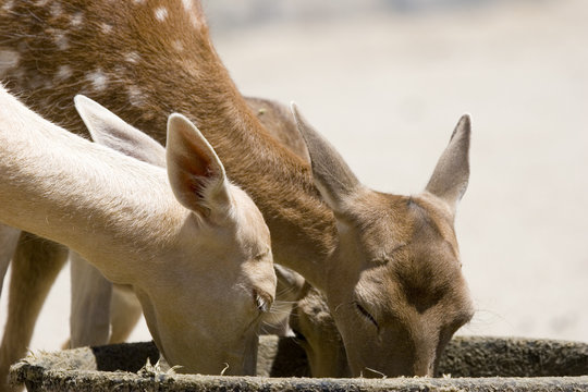 deers drinking water