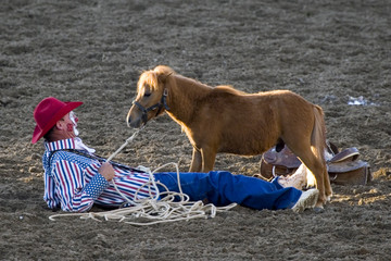 Clown looking at pony, rodeo show