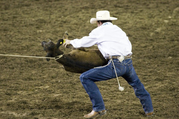 rodeo roping animal, rodeo show