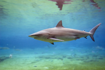 Obraz premium sharka