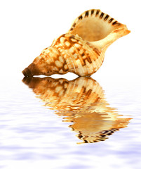 isolated shell on white background with reflection