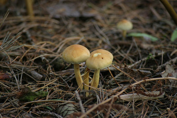 toadstool