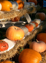 k&uuml;rbisse in der sonne