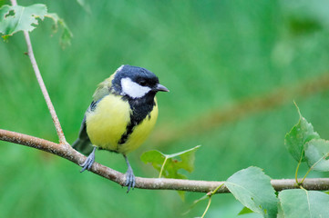 mesange charboniere