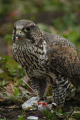 falcon