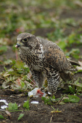 falcon1