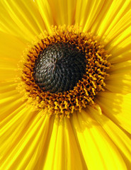 Obraz premium flower closeup