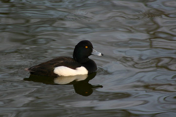 duck, aythya fuligula