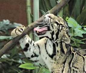 Fotobehang clouded leopard © Clarence Alford