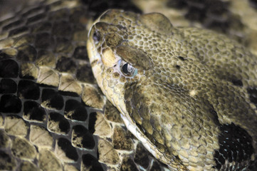 snake head