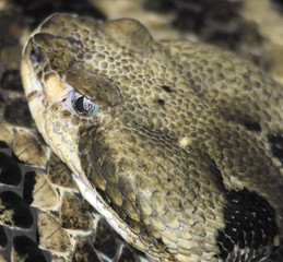 snake head