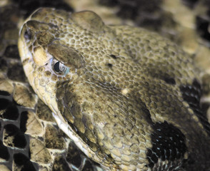 rattlesnake head