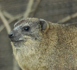 rock hyrax5