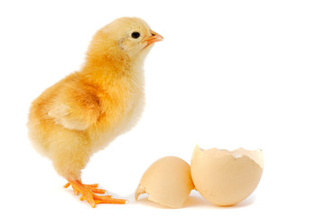 adorable baby chick